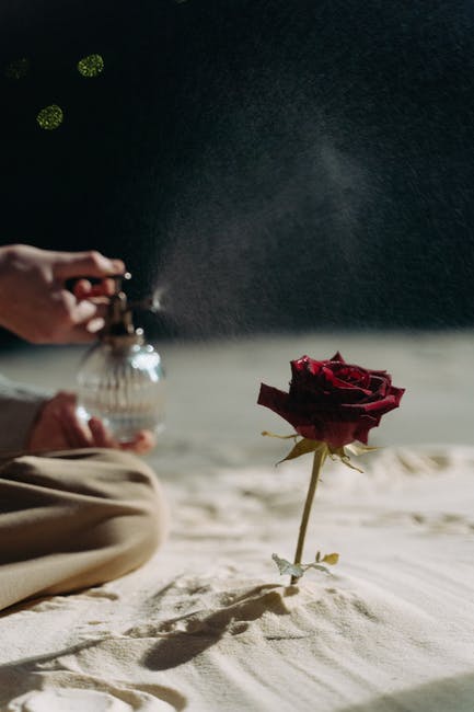 Rose being sprayed with water