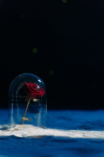Rose under glass