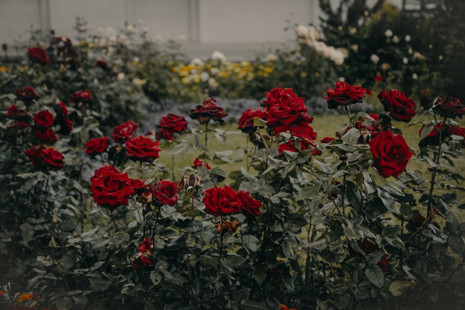 Garden full of red roses